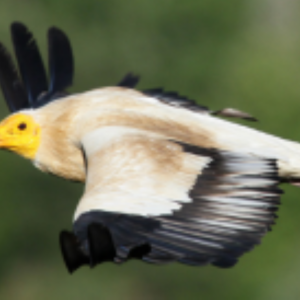Observation des rapaces
