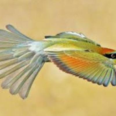 Conférence photo : Les oiseaux d'Ardèche