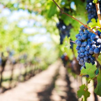 Fête des vignerons