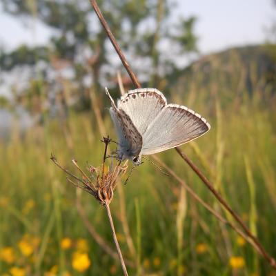 Exposition " Papillons et insectes du Monde"
