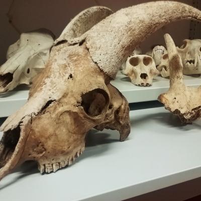 Journées européennes du Patrimoine - Visite des réserves archéologiques