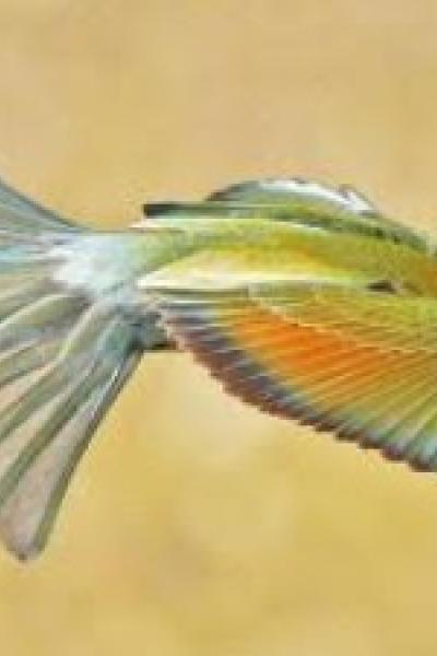 Conférence photo : Les oiseaux d'Ardèche