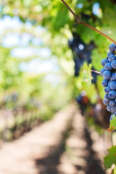 Fête des vignerons