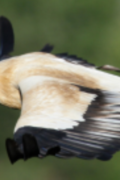Observation des rapaces