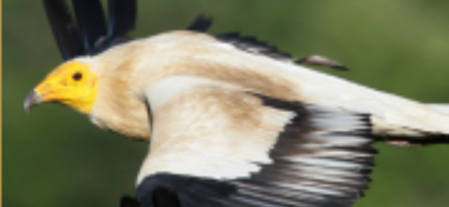 Observation des rapaces
